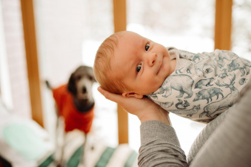 Swaddled baby being held; dog in a sweater behind them