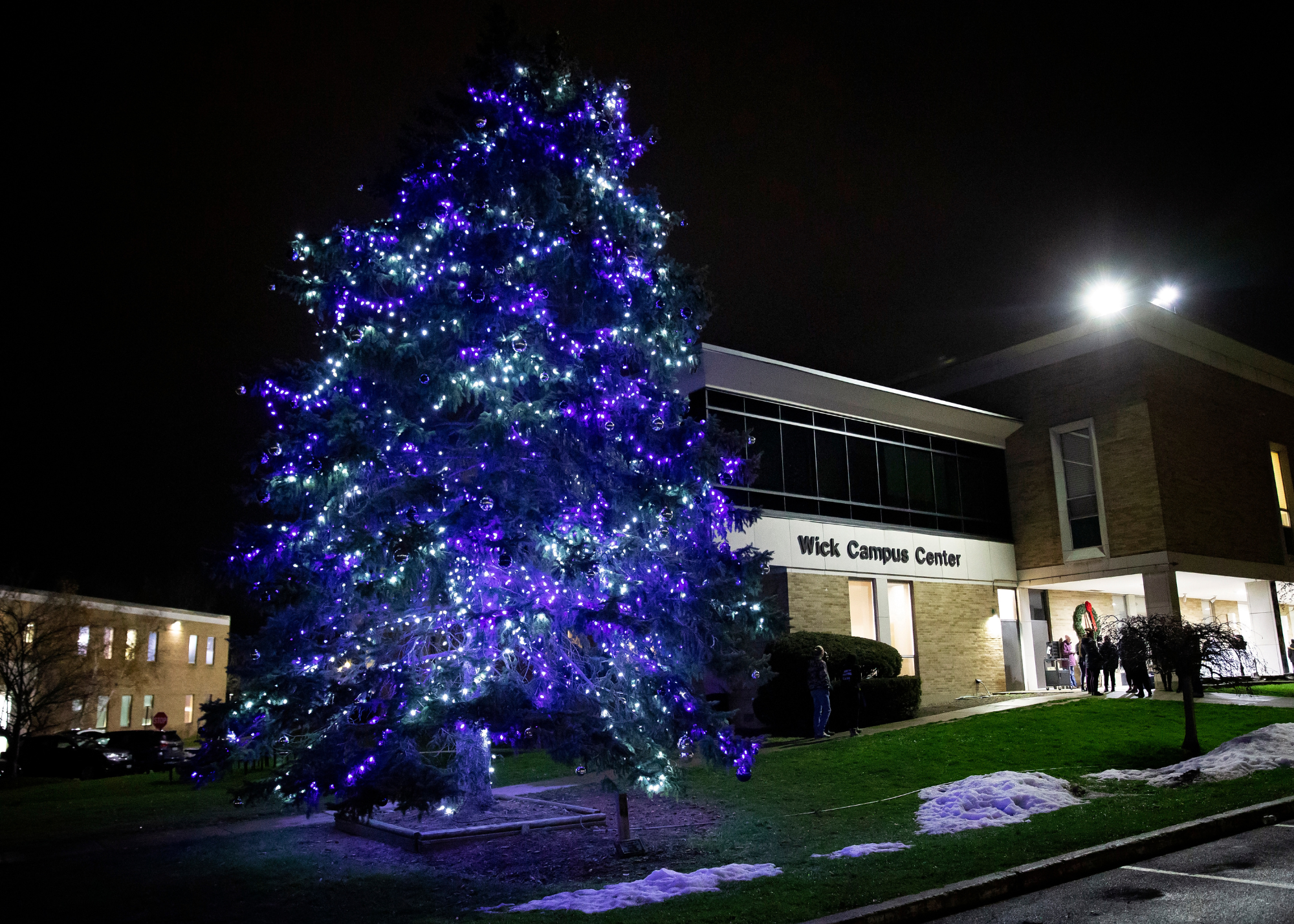 evergreen tree with lights at night