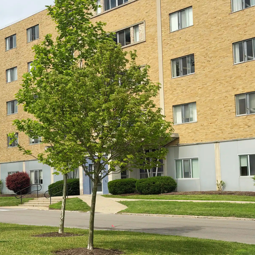 Saffrin Public Square, tree in front of Canavan Hall