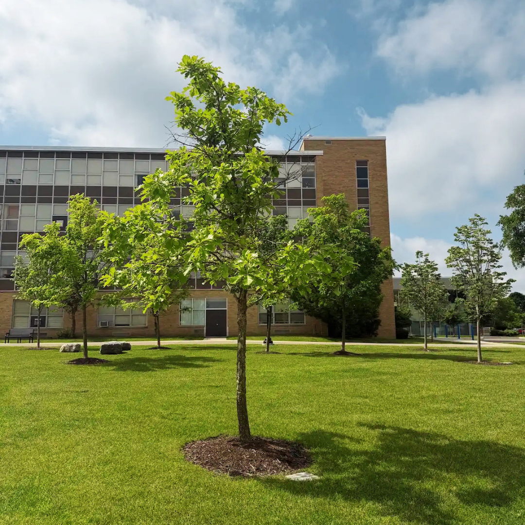 Saffrin Public Square, single tree with paver