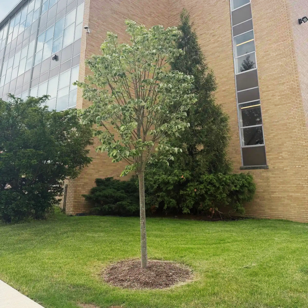 Saffrin Public Square, in front of DS Hall on campus