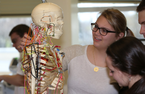 Students examining a skeleton in a classroom